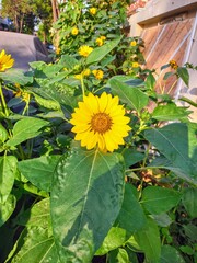 sunflower in the garden