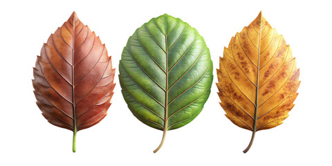 Obraz premium beautify leaves Illustrated on transparent background, from different tree species like chestnut, oak, birch 