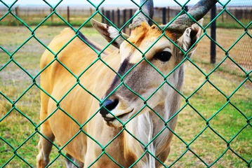 Deurstickers African antelope © Екатерина