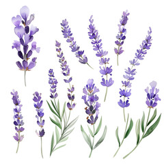 A set of watercolor lavender sprigs, delicately painted, isolated on transparent background