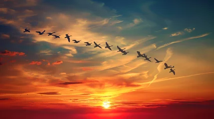Fotobehang A flock of migratory birds flying in a V formation across a sunset sky symbolizing harmony and journey. © Martin