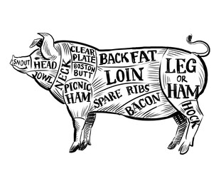 Pig chart for butchers. Hand drawn retro styled black and white illustration - 770600074