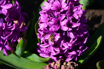 bee on a hyacinth flower on a sunny spring day