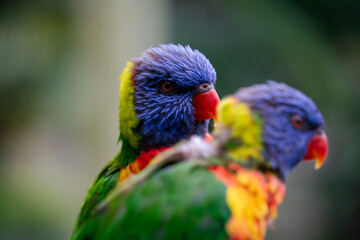 Mitchells Lorikeets