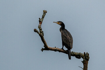 Great Cormorant