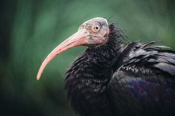 Naklejka premium Tropical Bird