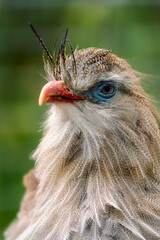 Exotic Bird