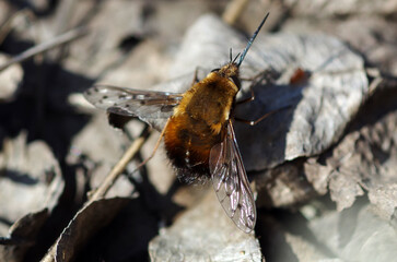 Black-tailed bee fly with a needle-like proboscis. An insect that collects pollen from flowers.