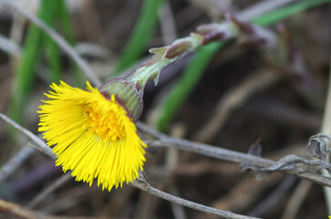 Mother-and-stepmother Tussilago farfara blooms in early spring. Perennial medicinal plant.