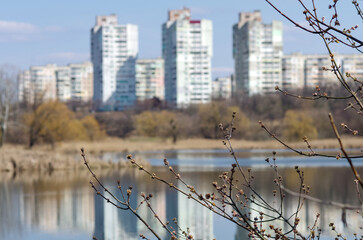 Branches of a tree with blossoming buds against the backdrop of a cityscape and a lake.