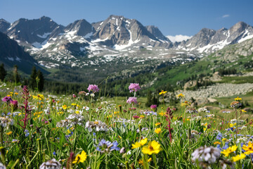 Alpine Bloom: Wildflowers and Snow-Capped Peaks Under Blue Skies - obrazy, fototapety, plakaty
