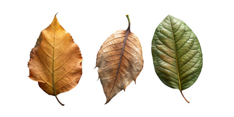 beautify leaves Illustrated on transparent background, from different tree species like chestnut, oak, birch

