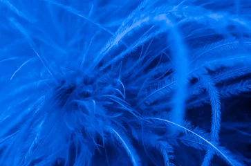 Zelfklevend Fotobehang Abstraction from ostrich feathers. The ostrich feathers are colored blue. © Olena