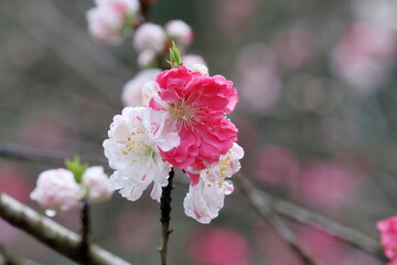 花桃　源平咲き　春　（高知県　仁淀川町　引地公園）