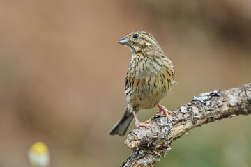 Escribano soteño hembra en el bosque (Emberiza cirlus)