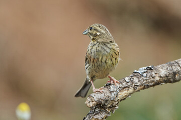 Escribano soteño hembra en el bosque (Emberiza cirlus)