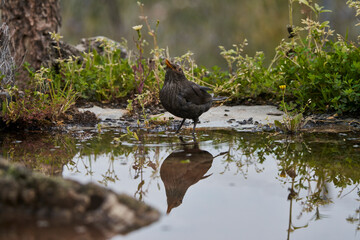 Mirlo común en el estanque (Turdus merula) 