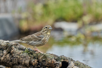 Escribano soteño hembra en el bosque (Emberiza cirlus)