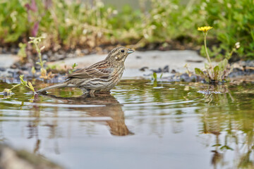 Escribano soteño hembra en el bosque (Emberiza cirlus)