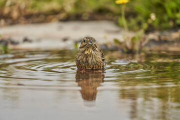 Escribano soteño hembra en el bosque (Emberiza cirlus)