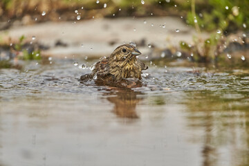Escribano soteño hembra en el bosque (Emberiza cirlus)