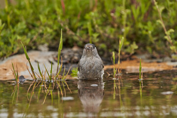 curruca capirotada macho bañándose en el estanque (Sylvia atricapilla)