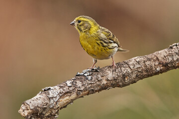 verdecillo o ser&iacute;n verdecillo (Serinus serinus)​