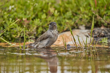 curruca capirotada macho bañándose en el estanque (Sylvia atricapilla)