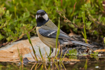 carbonero común en el  estanque (Parus major)