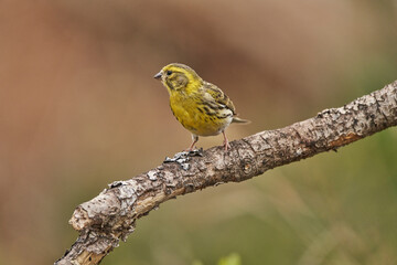 verdecillo o serín verdecillo (Serinus serinus)​