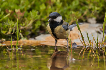 carbonero común en el  estanque (Parus major)