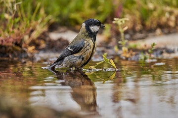 carbonero común en el  estanque (Parus major)