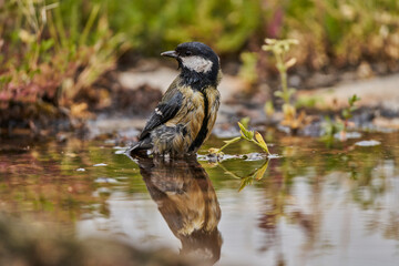 carbonero común en el  estanque (Parus major)