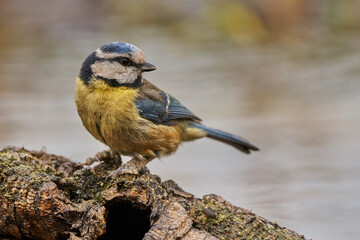 Herrerillo común en el estanque del parque (Cyanistes caeruleus)