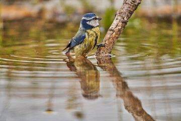 Herrerillo común en el estanque del parque (Cyanistes caeruleus)