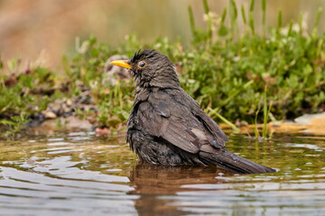 Mirlo común en el estanque (Turdus merula) 