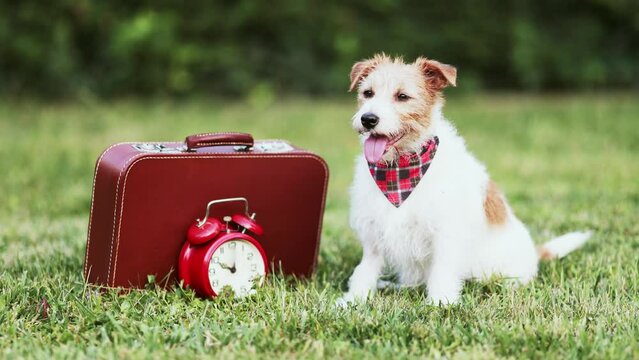 Happy cute dog sitting with a suitcase and waiting for treats. Pet travel, hotel or holiday.