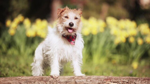 Happy cute panting dog wagging her tail on a spring or summer sunny flower background