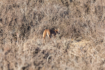 Nice view of the beautiful, wild Puma on Patagonian soil.