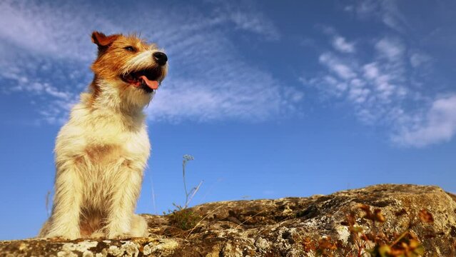 Cute dog sitting and panting on a rock on a sky background. Travelling, walking, hiking with pet in spring or summer.