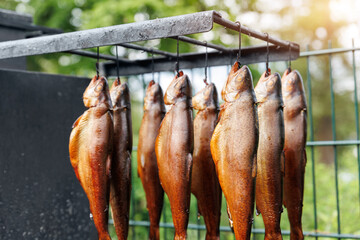 Fresh smoked rainbow trout fish hanging outdoors near smokehouse metal box. Traditional natural...