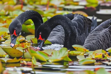 Foto op Aluminium black swans among lily pads while sipping pond water © altitudevisual