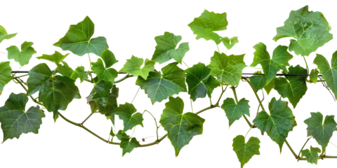 Foto op Canvas Bush grape or three-leaved wild vine cayratia (Cayratia trifolia) liana ivy plant bush, nature frame jungle border, isolated on transparent background © MDNANNU