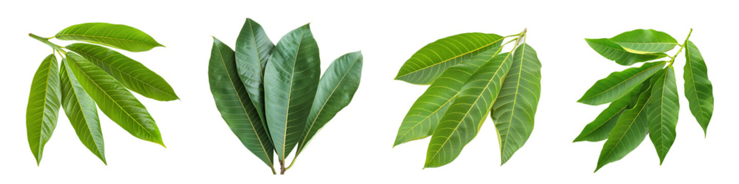 Set of fresh mango leaves on transparent background