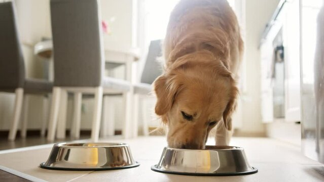 Cute Golden Retriever Dog Having Food From A Bowl In The Kitchen