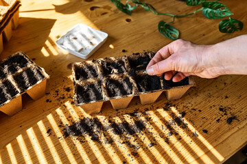Unrecognizable woman planting germinated seeds in biodegradable peat pot filled with black soil....