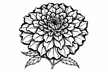 Marigold flower outline silhouette black vector illustration