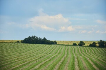 The field is planted with agricultural crops. The time of the year is summer.