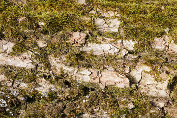 Green moss closeup texture. Forest ground macro background. Moss growing on tree bark. Turf texture. Foliage green plant pattern. Lichen detailed macro backdrop. Tree trunk texture.