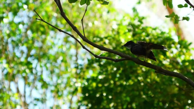 A black bird perched on a tree with the wind blowing.